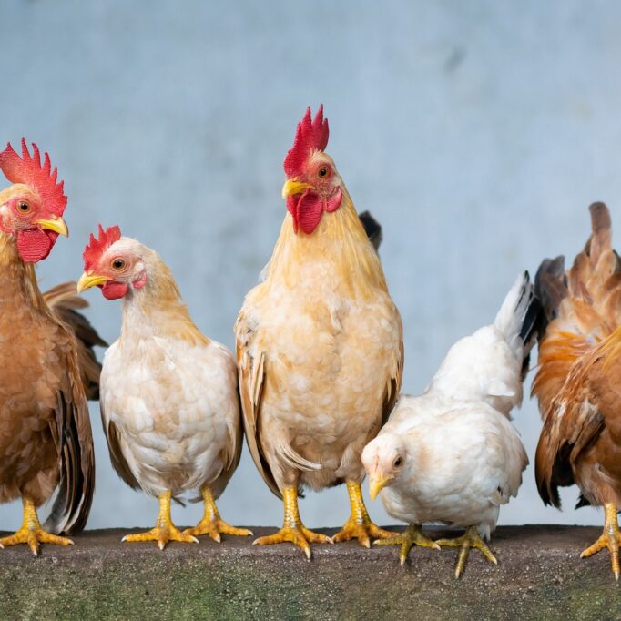 Gallinas
